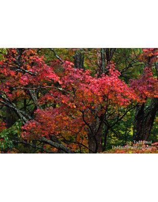 Autumn Tapestry
