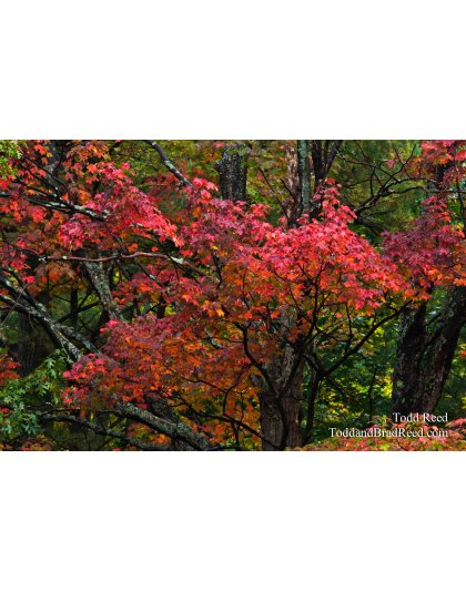 Autumn Tapestry