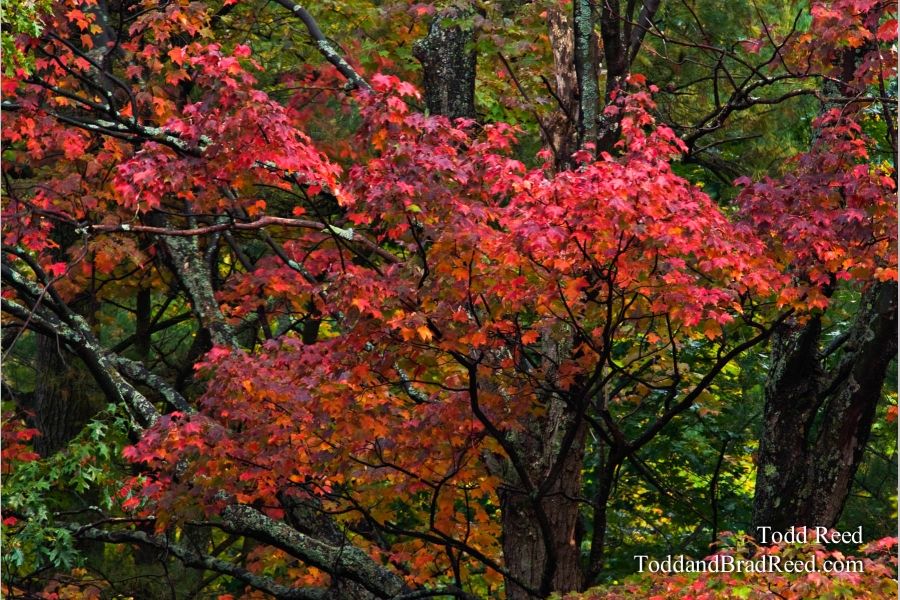 Autumn Tapestry