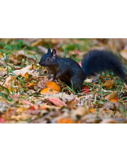Squirrel Hunt