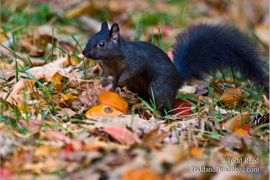 Squirrel Hunt
