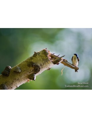 Spring Singing