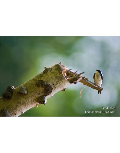 Spring Singing