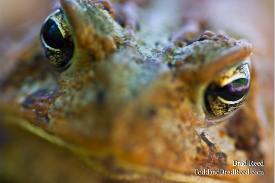 Eye to Eye