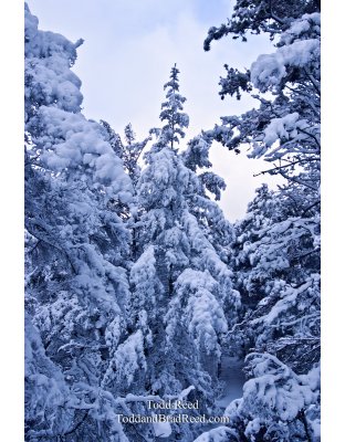 Winter World