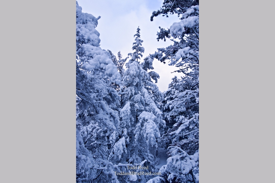 Winter World