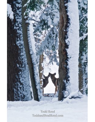 Winter Outlook