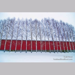 Todd Reed\'s Day 12 of 365 