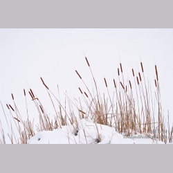 Todd Reed\'s Day 13 of 365 