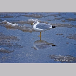 Todd Reed\'s Day 16 of 365 