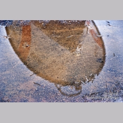 Brad Reed\'s Day 25 of 365 