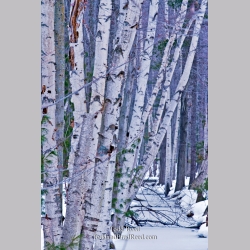 Todd Reed\'s Day 28 of 365 