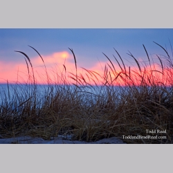 Todd Reed\'s Day 31 of 365 
