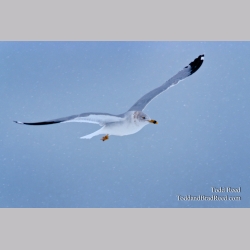 Todd Reed\'s Day 40 of 365 