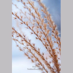 Brad Reed\'s Day 42 of 365 