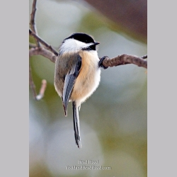 Brad Reed\'s Day 44 of 365 