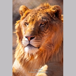 Todd Reed\'s Day 49 of 365 