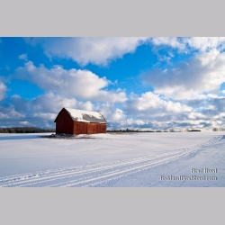 Brad Reed\'s Day 49 of 365 