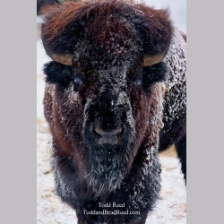 Todd Reed\'s Day 53 of 365 
