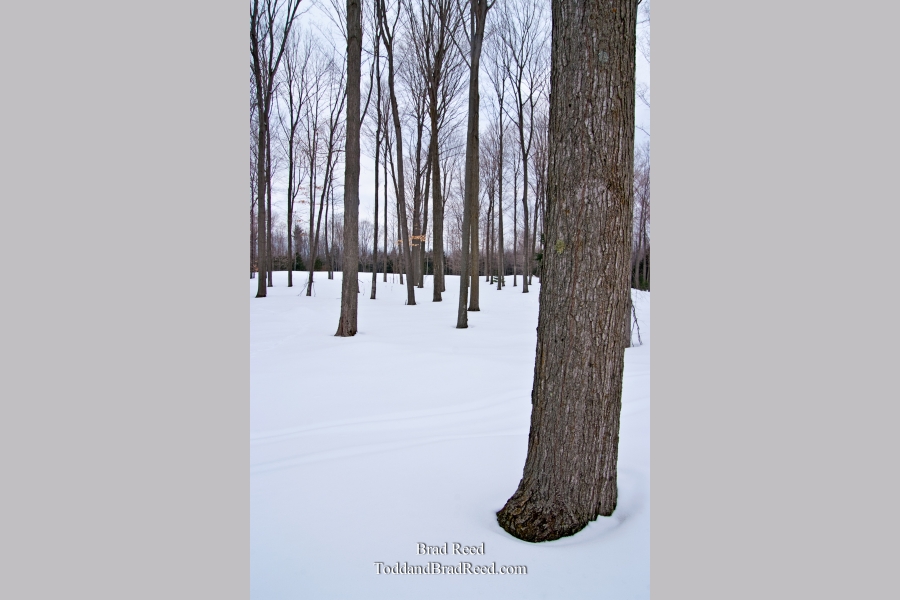 Brad Reed's Day 53 of 365 