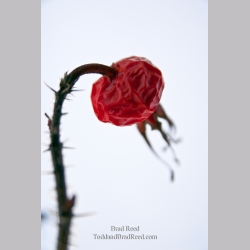 Brad Reed\'s Day 57 of 365 
