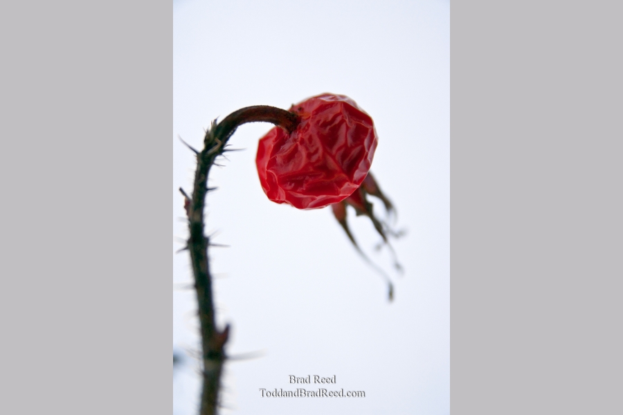 Brad Reed's Day 57 of 365 