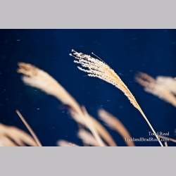 Todd Reed\'s Day 59 of 365 