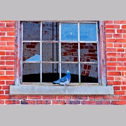 Brad Reed\'s Day 61 of 365 