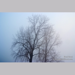 Brad Reed\'s Day 67 of 365 