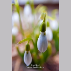 Brad Reed\'s Day 70 of 365 
