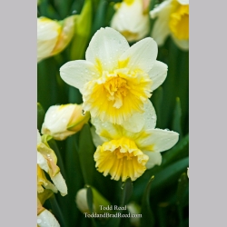 Todd Reed\'s Day 93 of 365 