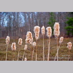Brad Reed\'s Day 95 of 365 