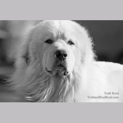 Todd Reed\'s Day 99 of 365 