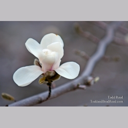 Todd Reed\'s Day 102 of 365 