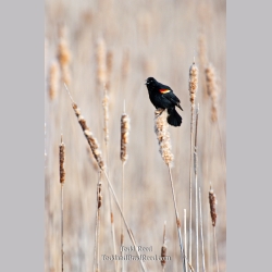 Todd Reed\'s Day 108 of 365 