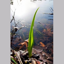 Brad Reed\'s Day 109 of 365 