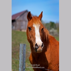 Todd Reed\'s Day 111 of 365 