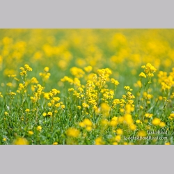 Todd Reed\'s Day 113 of 365 