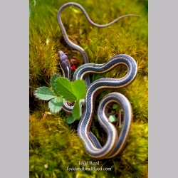 Todd Reed\'s Day 115 of 365 