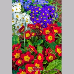 Brad Reed\'s Day 118 of 365 