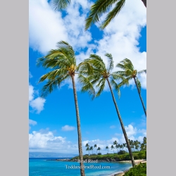 Brad Reed\'s Day 124 of 365 