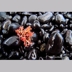 Brad Reed\'s Day 125 of 365 