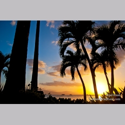 Brad Reed\'s Day 128 of 365 