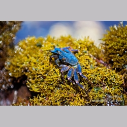 Brad Reed\'s Day 129 of 365 