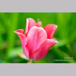 Brad Reed\'s Day 130 of 365 