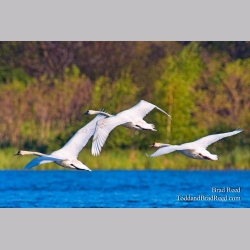 Brad Reed\'s Day 134 of 365 