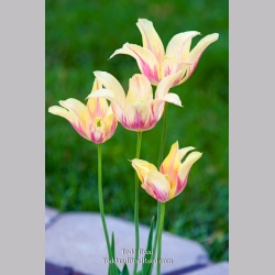 Todd Reed\'s Day 135 of 365 