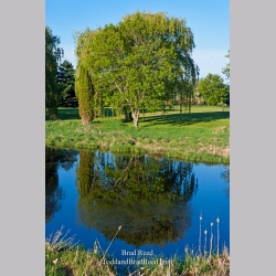 Brad Reed\'s Day 140 of 365 