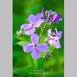 Brad Reed\'s Day 143 of 365 