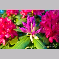 Brad Reed\'s Day 146 of 365 